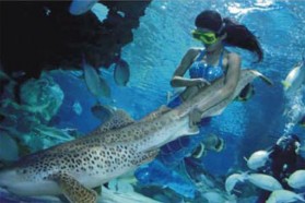 Lapara Waterproof HD CAM 5 MP - Model HRD34 - 7