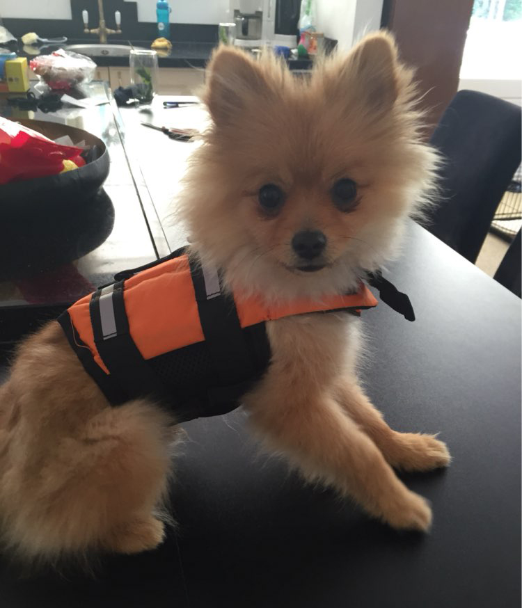 Jaket Pelampung Baju Renang Anjing - Size XS - Green - JakartaNotebook.com