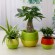 Gambar produk Mini Pot Bunga Hias Kaktus Tanaman - 5 PCS