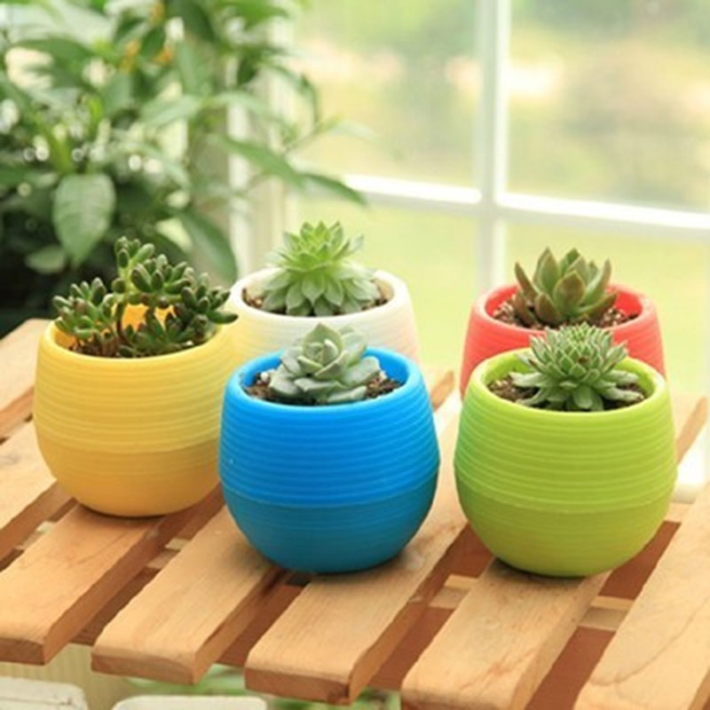 Mini Pot  Bunga  Hias  Kaktus Tanaman  5 PCS Multi Color 